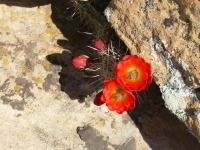 Claret Cup